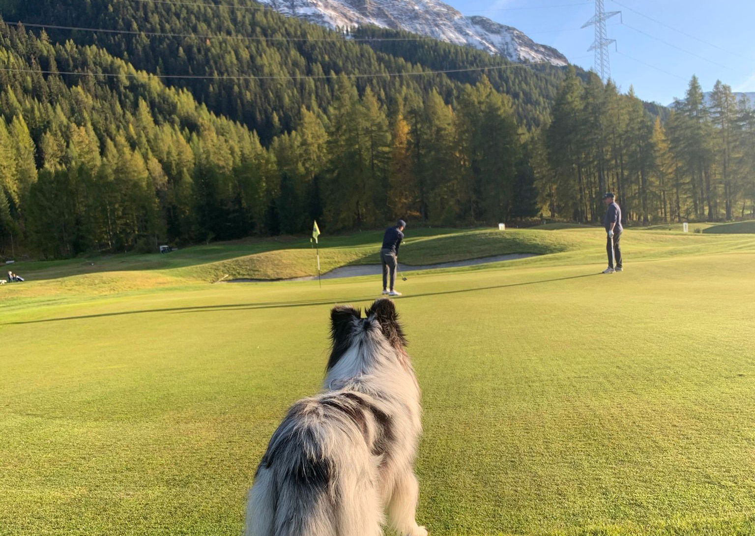 Golf Engadin mit Hund